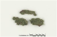 藏品(淡色同葉苔)的圖片